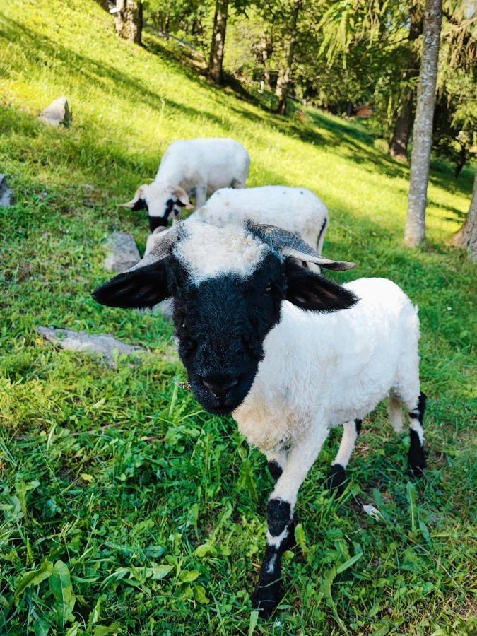 Appartamento Domacija Za Robom Cerkno Esterno foto