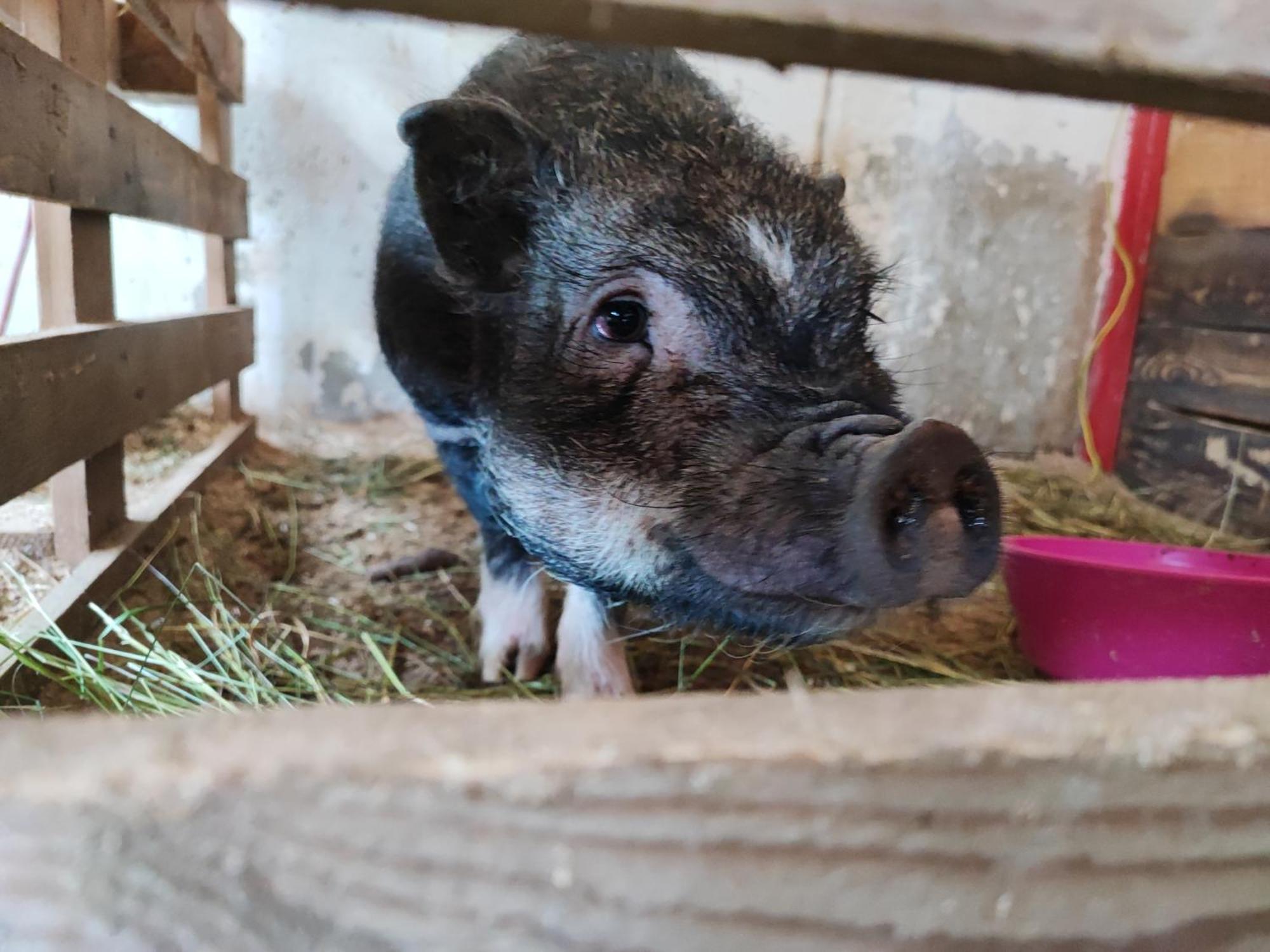 Appartamento Domacija Za Robom Cerkno Esterno foto